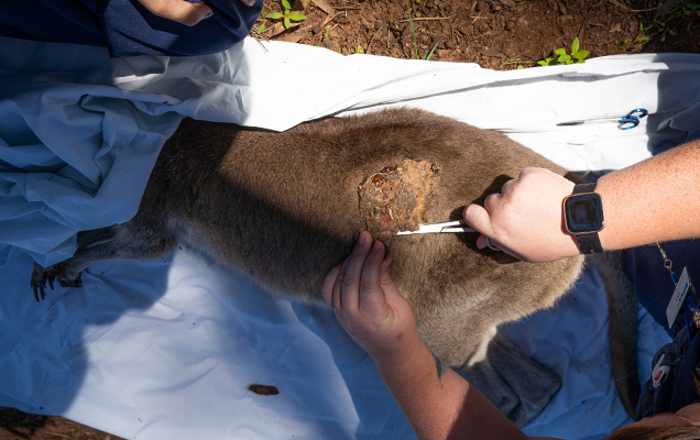 sap stuck to fur being cut off